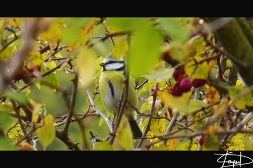 Parus caeruleus