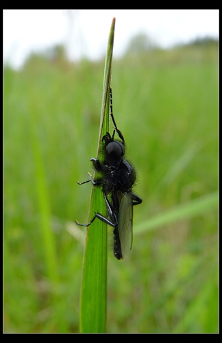 Hmyz na trave