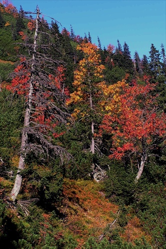jeseň v Roháčoch (5) - farby jesene