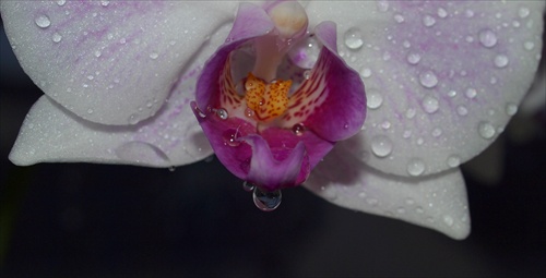 Orchideaa