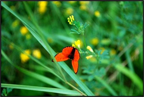 Motýlia rapsódia 1