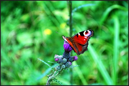 Motýlia rapsódia 2