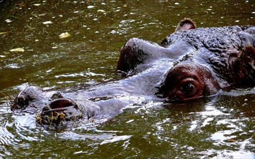 pražský hippo