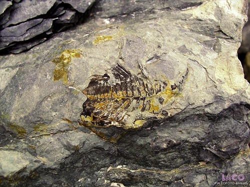 Trilobit s povlakom pyritu