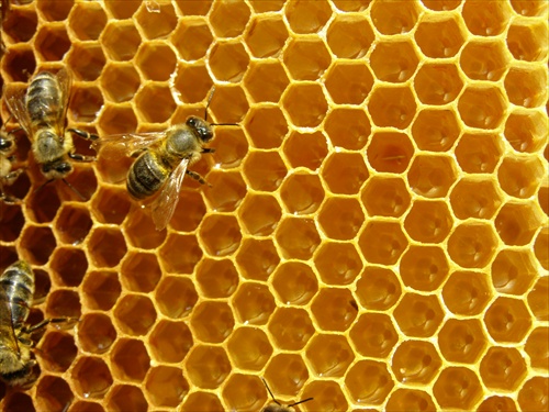 Znáška slnečnicového medu