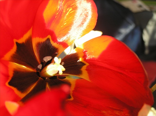 slnečný tulipán