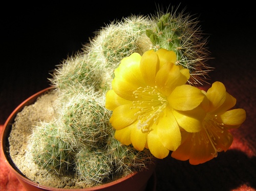 kaktusove kvietky