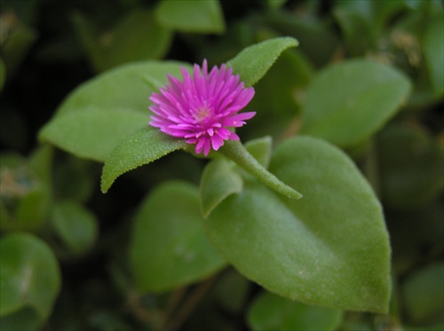 kvetina1