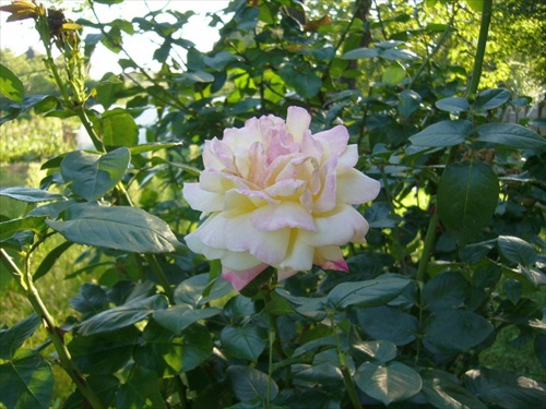 bielo - ružová