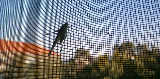 kobylka na okne