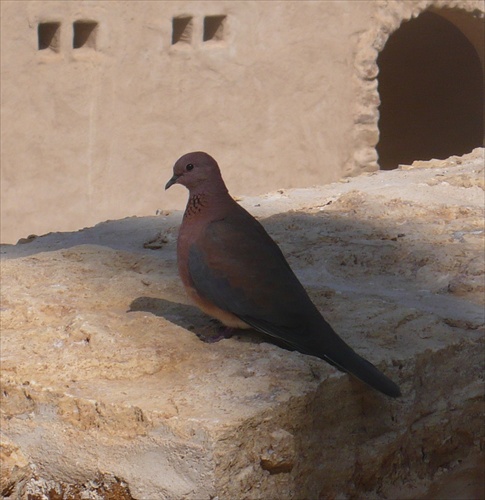 jordánsky "holub"