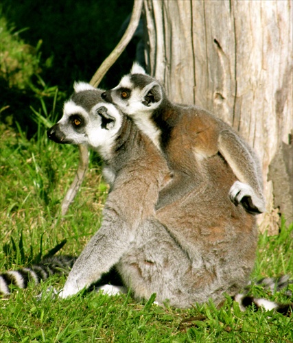 Lemuri