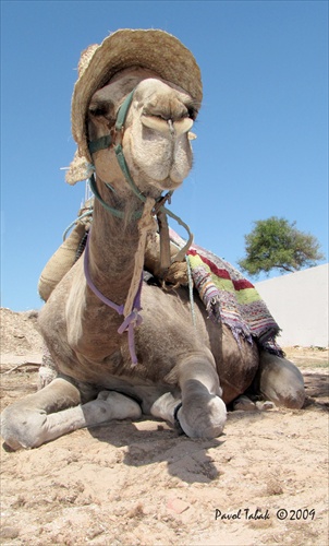 Djerba-Camel