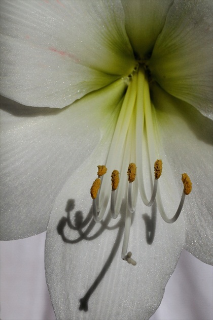 Hyppeastrum