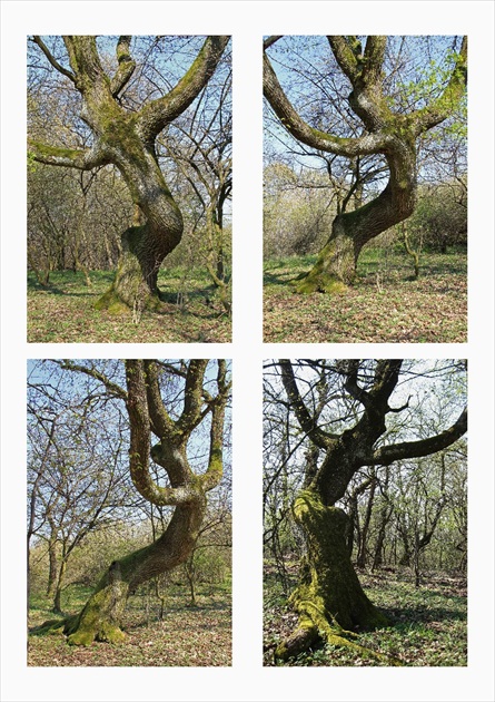 Tancujúci strom