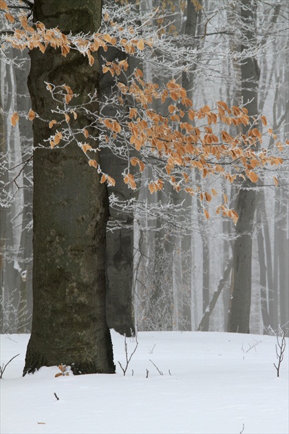 Zima v bukovom lese