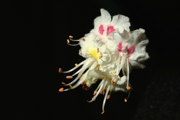Kvet pagaštanu