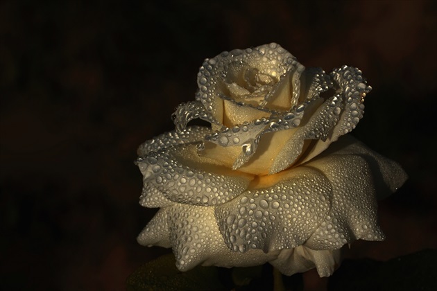 Ruža s ,,perlami "
