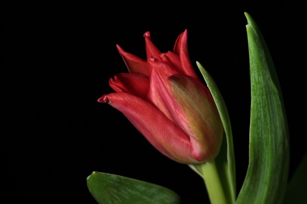 Malý pan tulipán