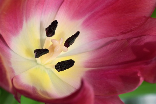 V tulipáne