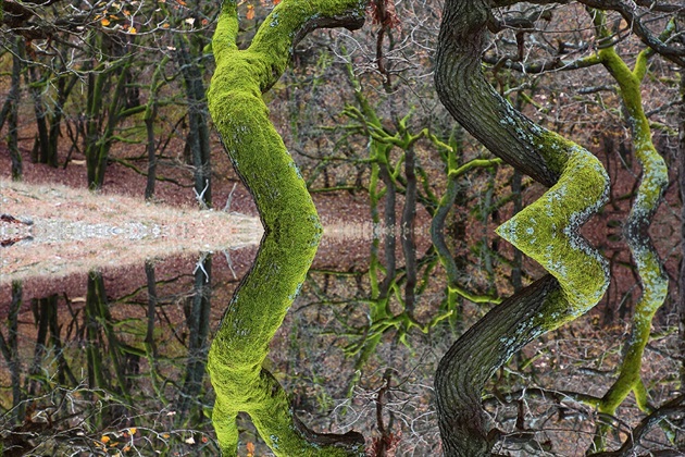 Lesné zrkadlenie