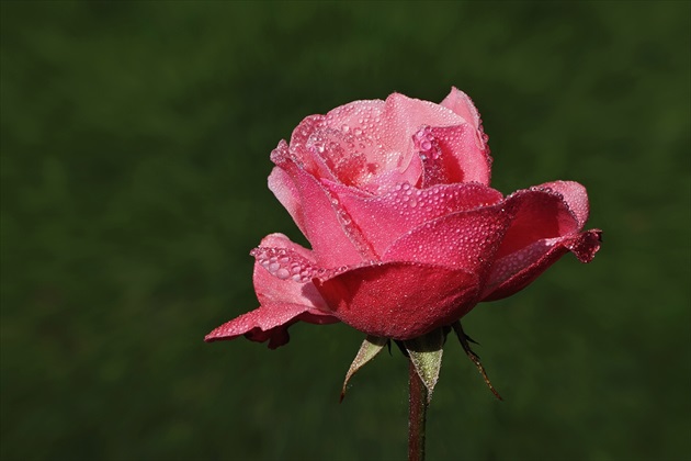 Ružová v rose