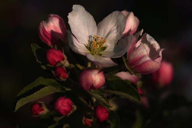 Jabloň v rozkvete