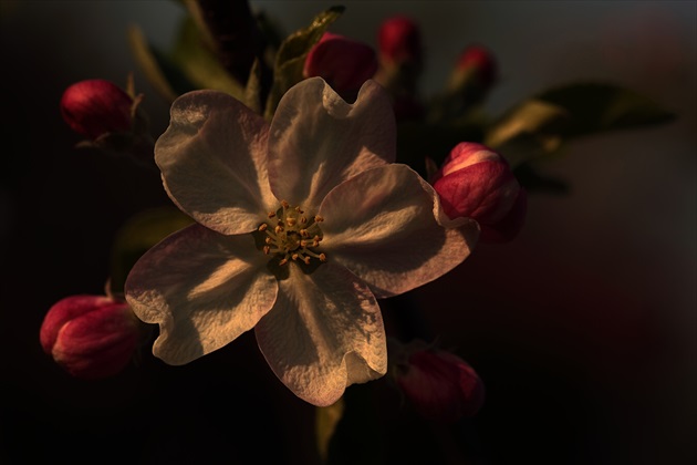 Jabloňový kvet v podvečer