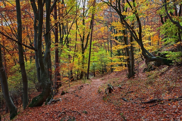 Prechádzka jesenným lesom