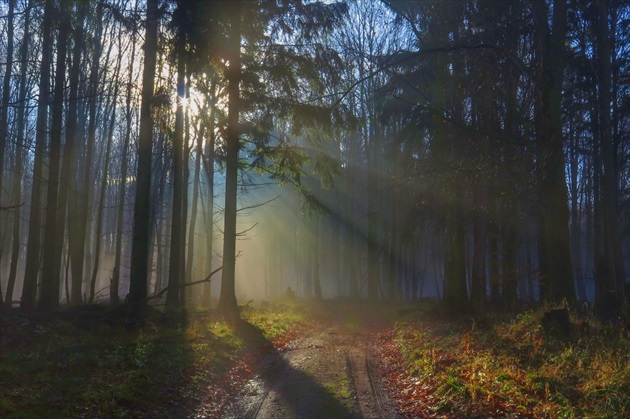 Svetlo v lese