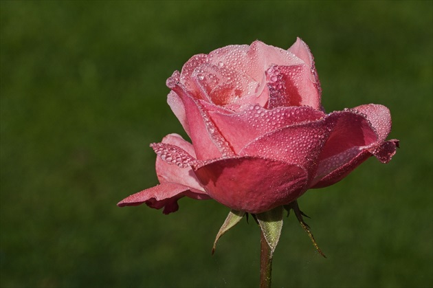 Orosená ružová