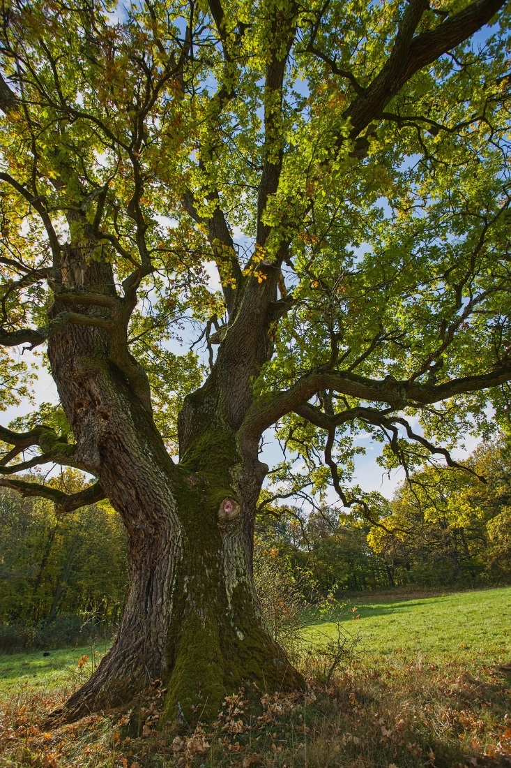 Starý dub v jeseni