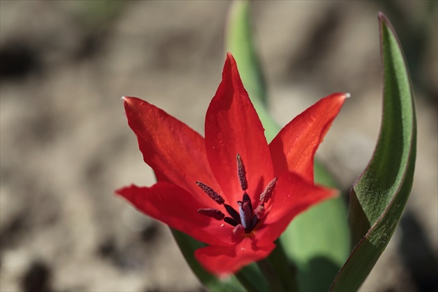 Tulipán (skalkový)