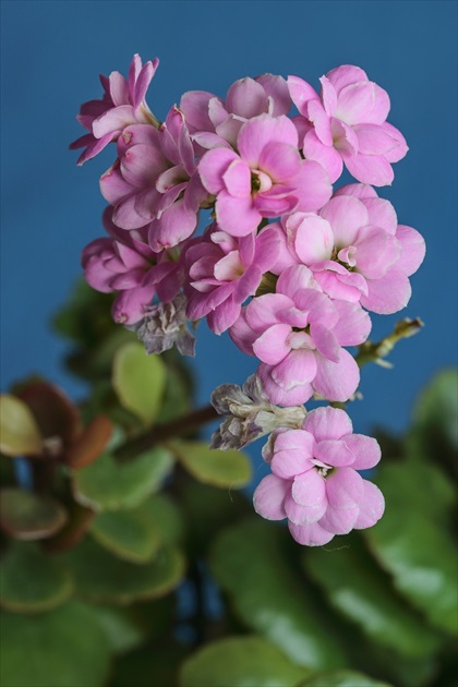 Kalanchoe-2