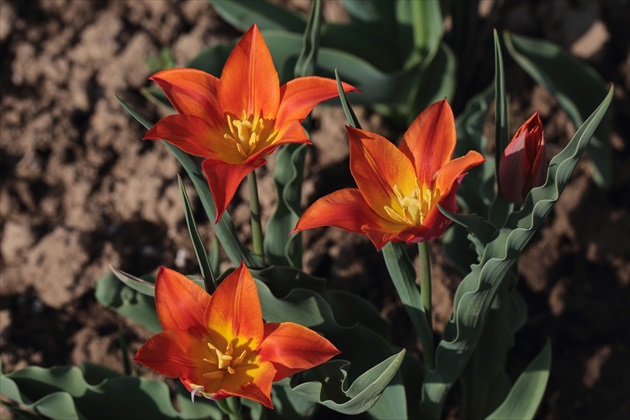 Mini tulipány
