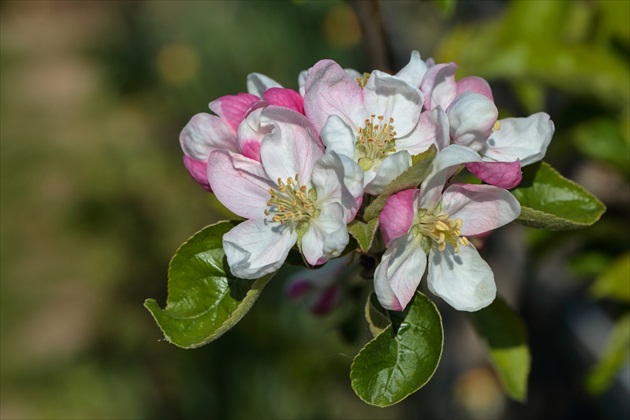 Kvety jablone