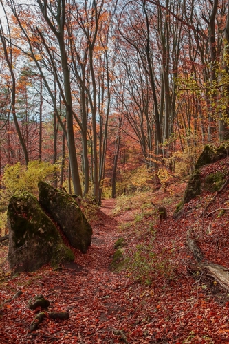 Jesenným chodníkom v lese