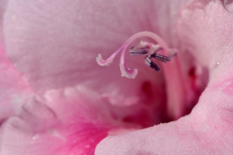 V gladiole