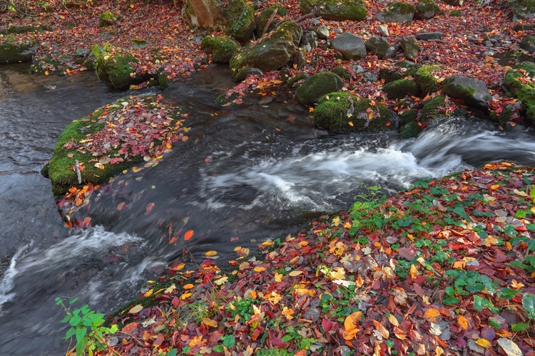 Jeseň pri potoku