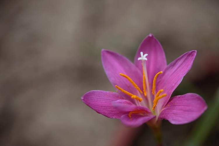  Zephyranthes carinata - Pink Rain Lily
