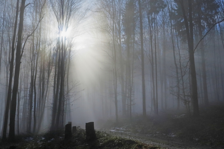 Tajomné svetlo v lese