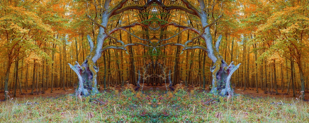 Brána do lesa