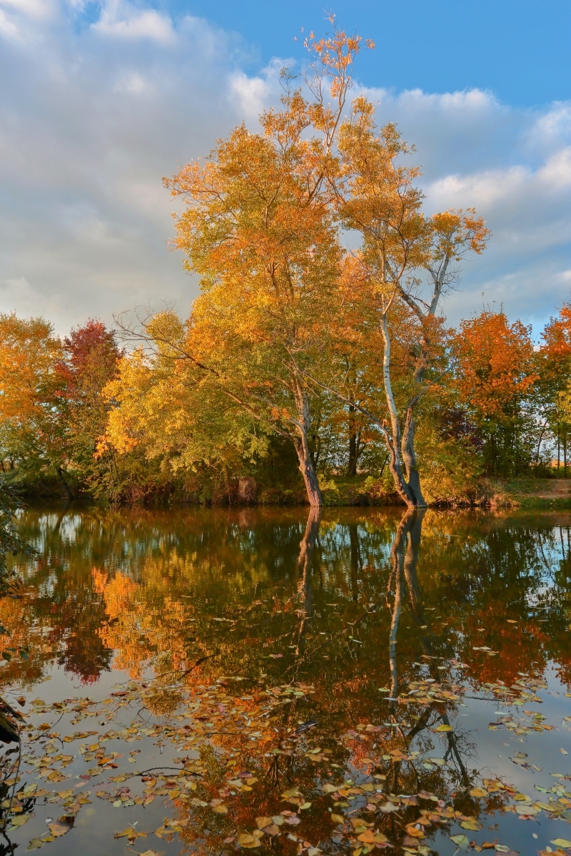 Jesenné stromy pri vode