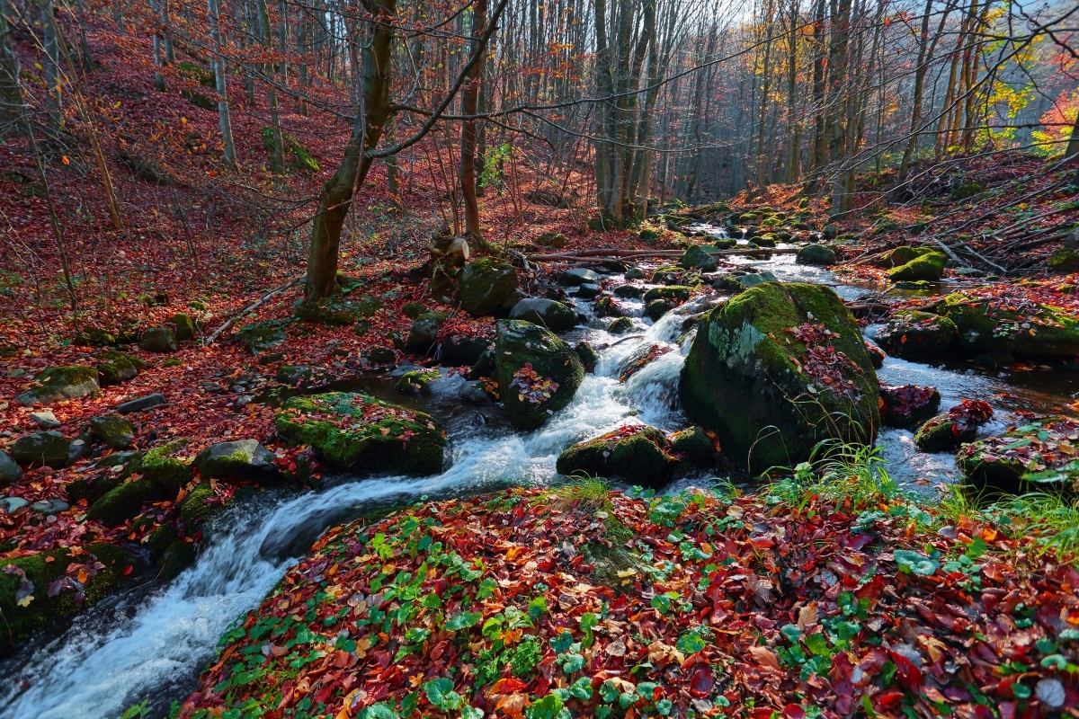 Jeseň pri lesnom potoku