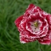 Papagájový tulipán