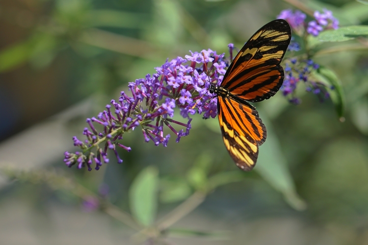 Heliconius ismenius