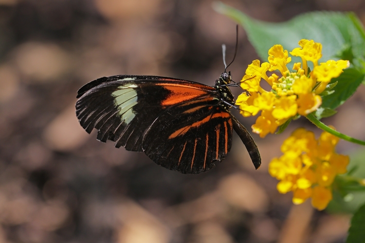 Heliconius melpomene