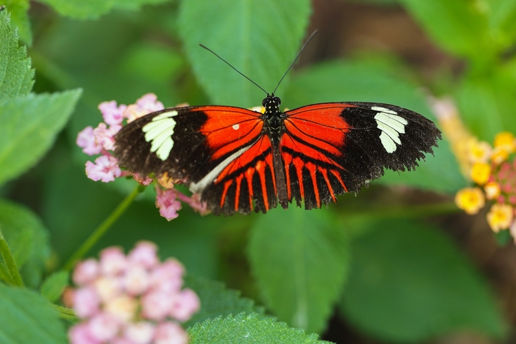 Heliconius melpomene aglaope