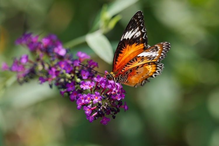 Babôčka cyanská ( cethosia cyane)