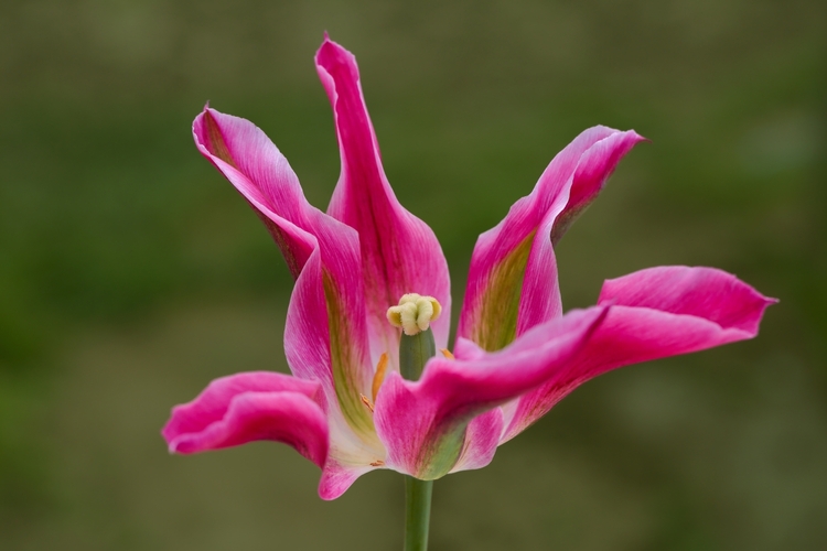 Tulipán